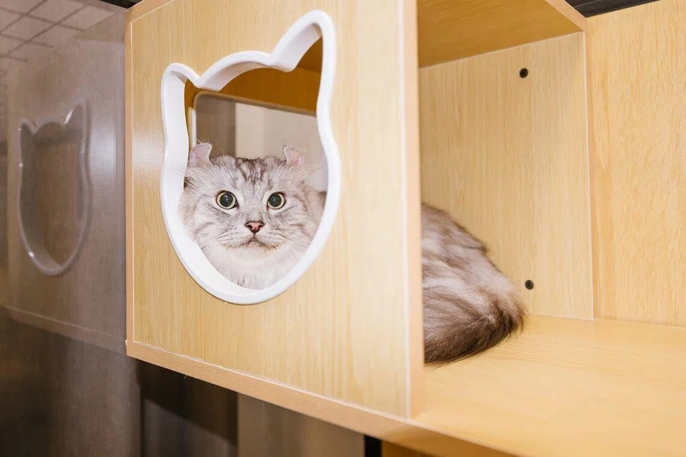 Singapore, cat, chalet, Civil Service Club, CSC @ Changi II