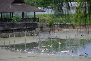 Bangkai ikan terapung di kolam di 81 Lorong Chencharu yang dahulu diguna sebagai tempat memancing.