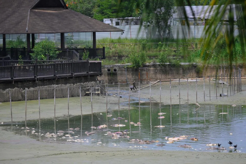 Bangkai ikan terapung di kolam di 81 Lorong Chencharu yang dahulu diguna sebagai tempat memancing.