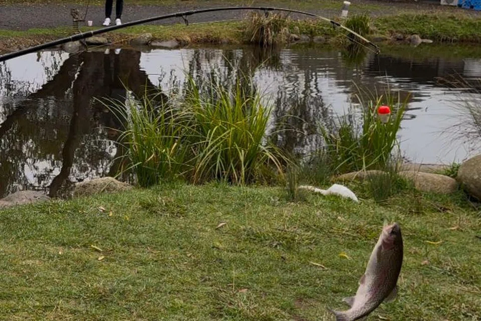 Penulis dan keluarga menangkap ikan trout di Buxton Trout & Salmon Farm.