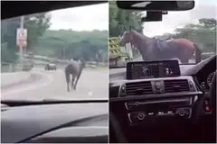 KUDA TERLEPAS: Kuda coklat dengan garis putih di muka dan pelana di belakangnya berada di Ekspreswe Bukit Timah (BKE)  dan dirakam dalam video yang tular pada Sabtu. 