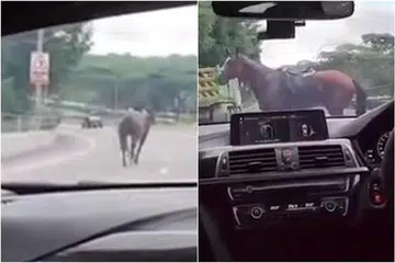 KUDA TERLEPAS: Kuda coklat dengan garis putih di muka dan pelana di belakangnya berada di Ekspreswe Bukit Timah (BKE)  dan dirakam dalam video yang tular pada Sabtu. 