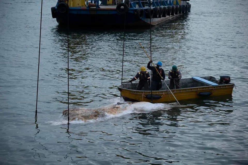 SPESIMEN DITEMUI: Kakitangan muzium bekerjasama dengan Singapore Salvage Engineers bagi memastikan bangkai ikan paus ‘baleen’ itu dapat diselamatkan.