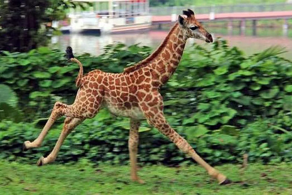 NAMA SEMPENA ULANG TAHUN KE-50 SINGAPURA: Anak zirafah pertama yang dilahirkan di Taman Haiwan Singapura sejak 28 tahun lalu telah dinamakan Jubilee. - Foto WRS