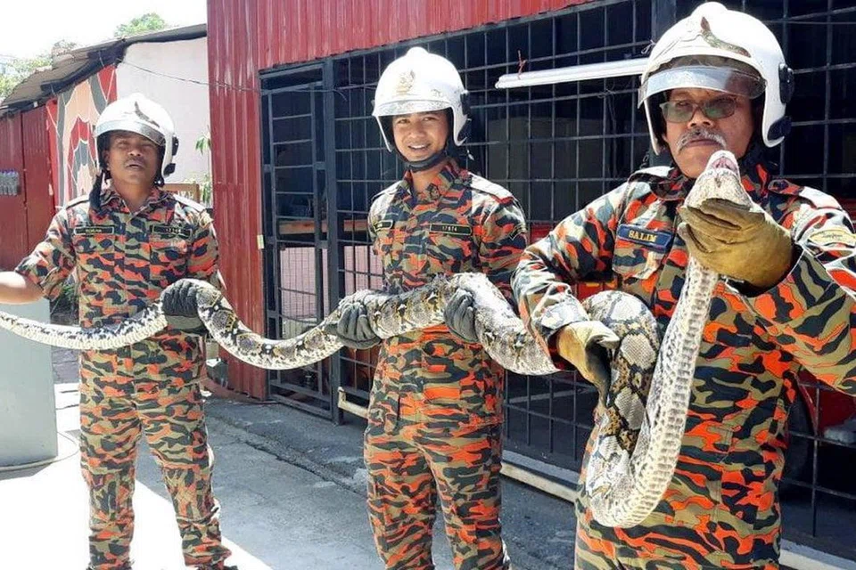 Anggota Balai Bomba dan Penyelamat Alor Setar menangkap ular yang memasuki satu premis di Alor Setar, Kedah, ketika musim kemarau pada 2018.