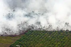 KESAN PEMBAKARAN BELUKAR: Kebakaran berlukar di daerah Tanah Putih, Rokan Hilir, Riau, menyebabkan keadaan berjerebu. - Foto REUTERS