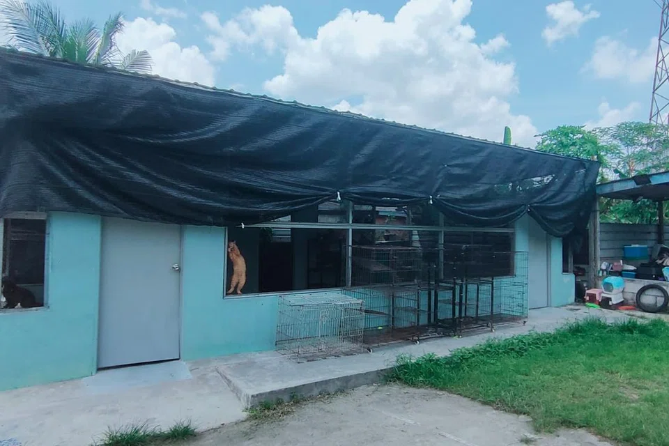 Menurut Cik Nur Amira Jumali, kucing yang menetap di tempat perlindungan di Johor Bahru itu biasanya merupakan kucing yang memerlukan rawatan lanjut dan belum boleh dilepaskan semula.