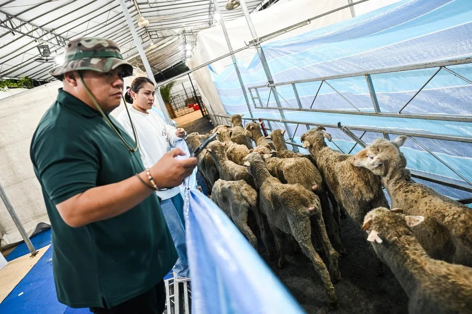 Kambing mula dipindahkan ke kandang Masjid Petempatan Melayu Sembawang.