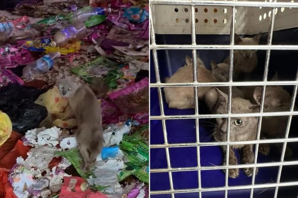 Sebanyak 12 kucing yang masih hidup dan tiga bangkai kucing ditemui di dalam salah satu unit di Blok 147 Bedok Reservoir Road. Keadaan di dalam unit rumah itu sangat teruk dengan sampah dan najis di merata tempat.