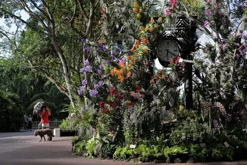 KEBUN BUNGA SINGAPURA: Nparks telah bekerjasama dengan SSO untuk mengadakan konsert maya tahun ini bagi meraikan ulang tahun ke-lima Kebun Bunga Singapura sebagai Tapak Warisan Dunia Unesco. Susunan konsert merangkumi klip pra-rakaman daripada persembahan SSO sebelumnya dan konsert yang dirakam oleh pemuzik SSO dari rumah mereka di tengah-tengah wabak Covid-19. - Foto fail