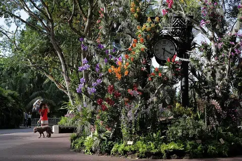 KEBUN BUNGA SINGAPURA: Nparks telah bekerjasama dengan SSO untuk mengadakan konsert maya tahun ini bagi meraikan ulang tahun ke-lima Kebun Bunga Singapura sebagai Tapak Warisan Dunia Unesco. Susunan konsert merangkumi klip pra-rakaman daripada persembahan SSO sebelumnya dan konsert yang dirakam oleh pemuzik SSO dari rumah mereka di tengah-tengah wabak Covid-19. - Foto fail