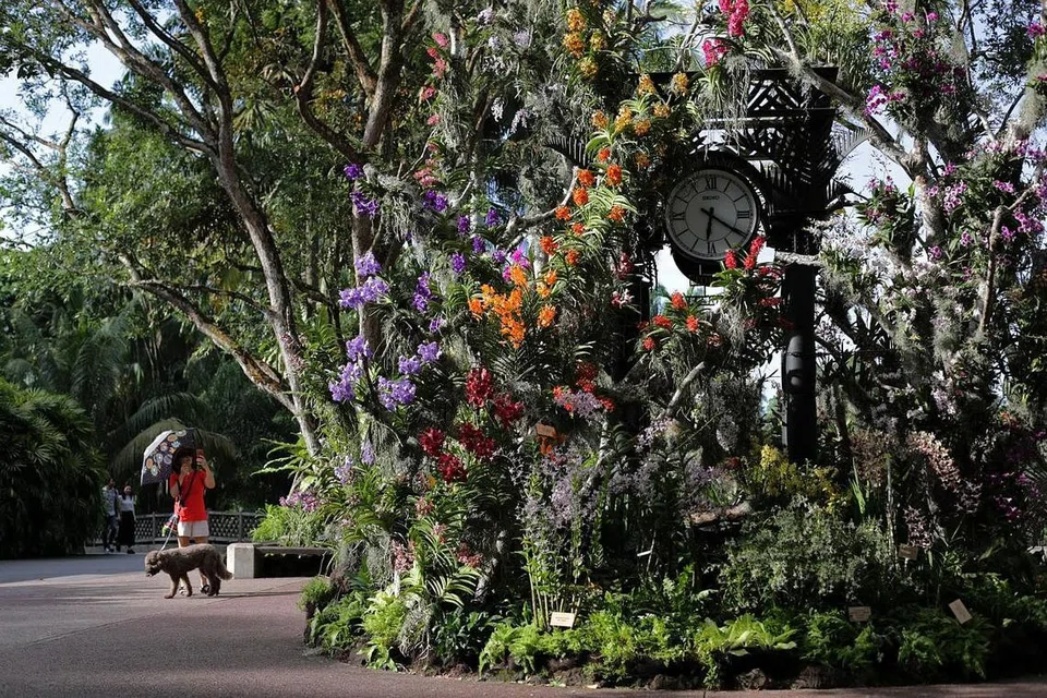 KEBUN BUNGA SINGAPURA: Nparks telah bekerjasama dengan SSO untuk mengadakan konsert maya tahun ini bagi meraikan ulang tahun ke-lima Kebun Bunga Singapura sebagai Tapak Warisan Dunia Unesco. Susunan konsert merangkumi klip pra-rakaman daripada persembahan SSO sebelumnya dan konsert yang dirakam oleh pemuzik SSO dari rumah mereka di tengah-tengah wabak Covid-19. - Foto fail