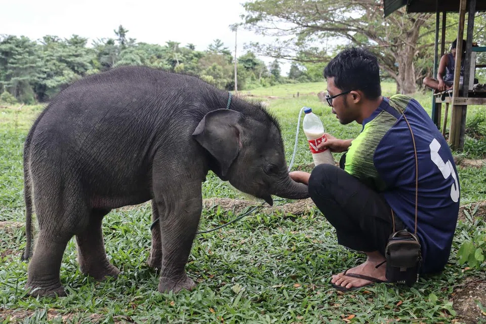 Seekor anak gajah liar Sumatera jantan berusia dua bulan yang diselamatkan selepas terpisah daripada ibunya di sebuah ladang kelapa sawit, sedang dijaga oleh seorang pegawai di Pusat Latihan Gajah Minas, Riau pada 11 Mac 2025.
