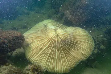Sejenis batu karang yang luntur ditemui di Pulau Semakau pada Jun 2024.