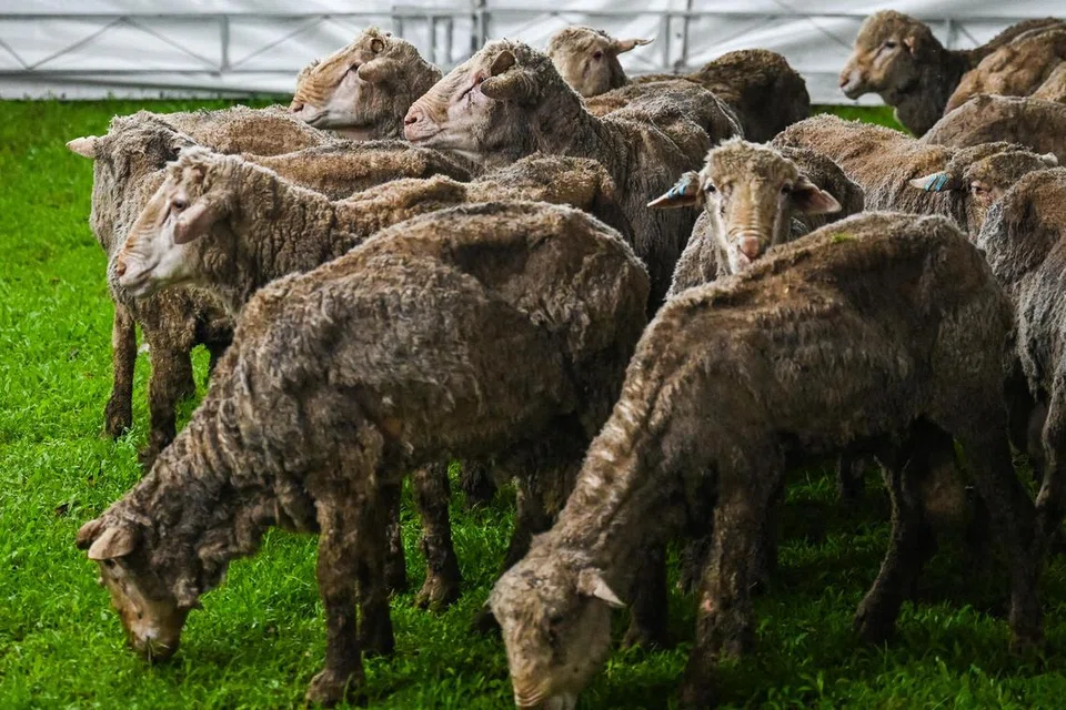 korban, hari raya haji, kambing