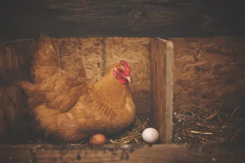 Sedang ayam jantan berkokok, ayam betina dikatakan berketuk, bunyi yang berkaitan dengan ketika ia bertelur.