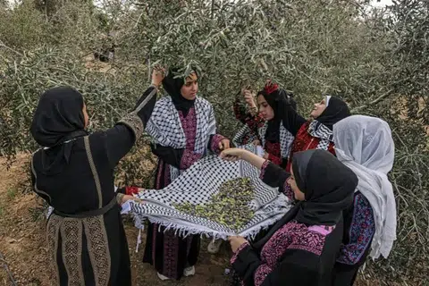 PERANG MUSNAH TUAIAN: Penduduk Palestin memetik buah zaitun, sempena permulaan musim menuai, di Deir el-Balah di tengah Jaluran Gaza. 