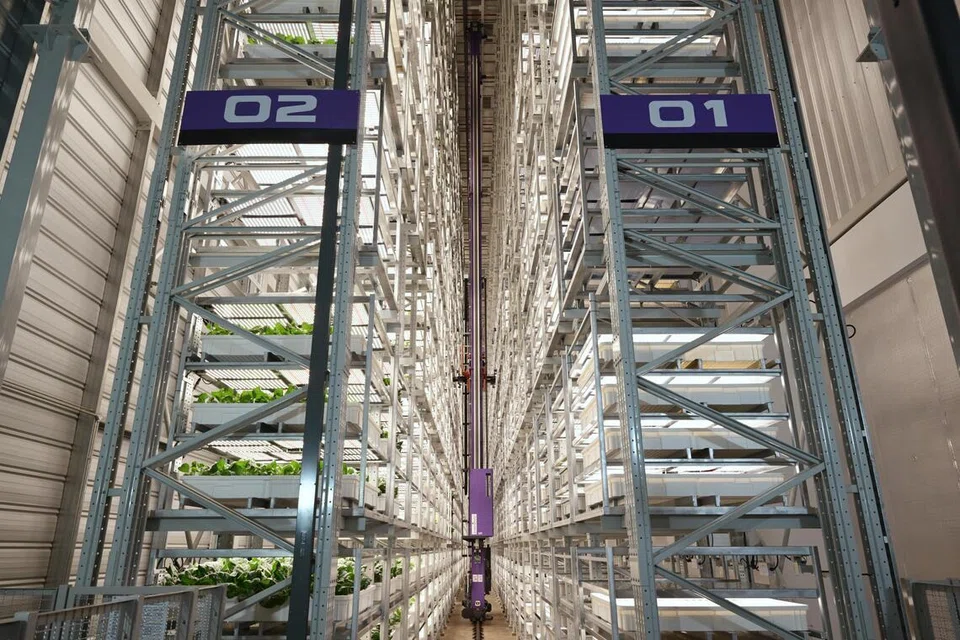 Ladang pertanian, S’pura, agroteknologi Greenphyto, keselamatan makanan