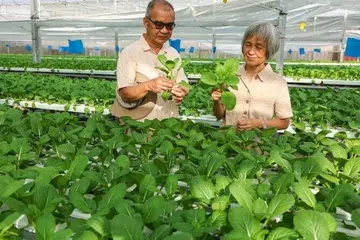 CropCiti adalah salah satu daripada tujuh ladang tempatan yang akan membekalkan hasil sayur-sayuran kepada pemborong.