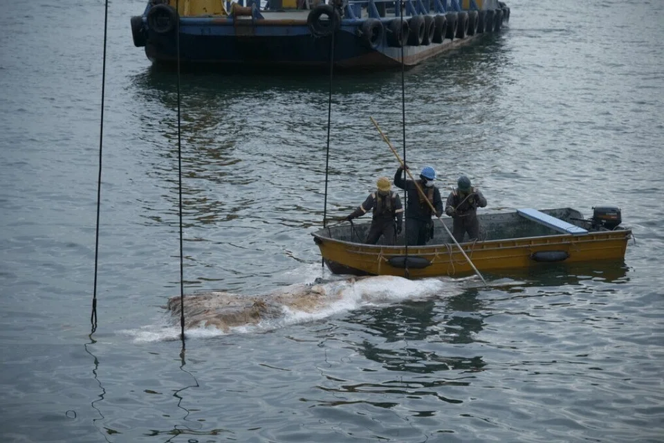 Kakitangan muzium bekerjasama dengan Singapore Salvage Engineers bagi memastikan bangkai itu dapat diselamatkan.