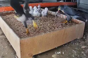 falkon, falcon