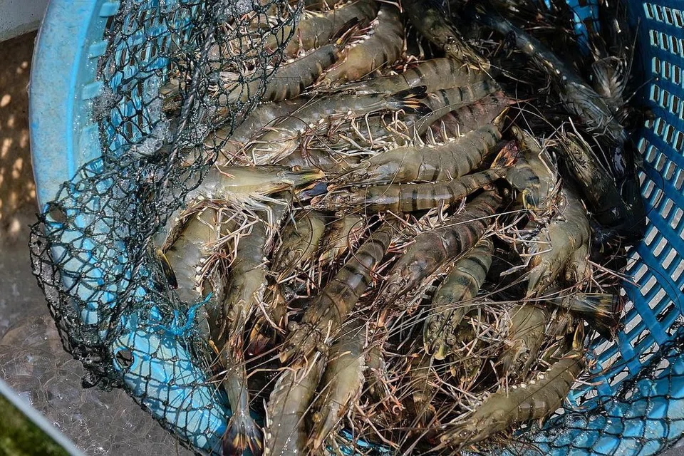 UDANG SEGAR: Selepas ditimbang, udang-udang segar ini akan dialihkan ke dalam trak dengan ruang penyimpanan yang mempunyai suhu air serendah 17 darjah Celsius bersama bekalan oksigen, sebelum dihantar ke FairPrice Group di Singapura.