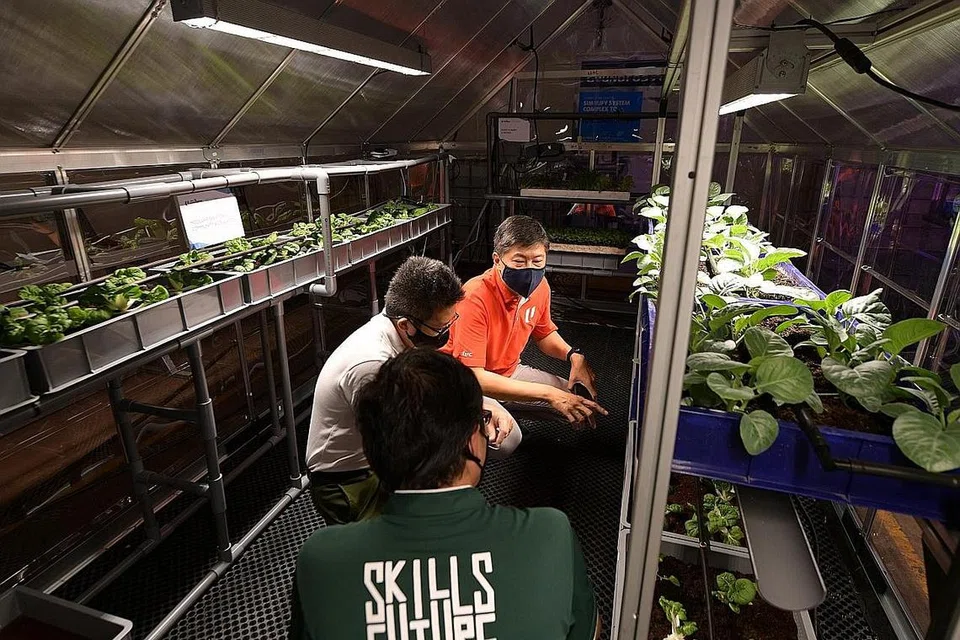 RUANG BARU: Encik David Tan (di tengah), CEO dan pengasas Netatech bersama Encik Ng (berbaju merah) bersama Dr Michael Fung Timbalan Ketua Eksekutif SkillsFuture Singapura(SSG) melihat pameran agritech di rumah hijau di Agritech Lab @ Benoi semalam. - Foto BH oleh NG SOR LUAN