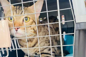Persatuan Kebajikan Kucing (CWS) memberi keutamaan dan bantuan untuk kucing komuniti dan juga kucing peliharaan bagi keluarga berpendapatan rendah.