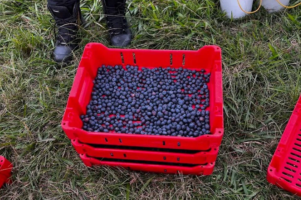 Memetik beri biru di kebun Australia.