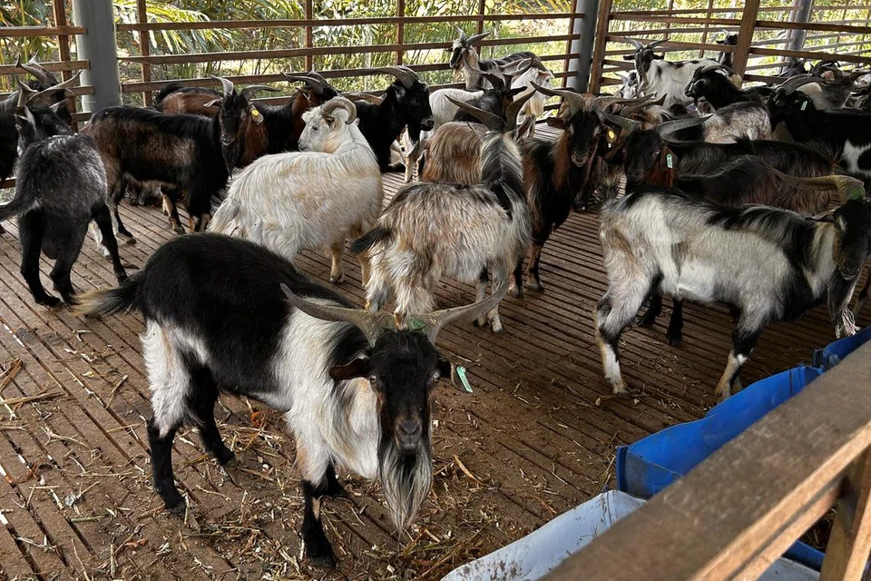 pasir gudang, kambing, aidiladha, hari raya haji