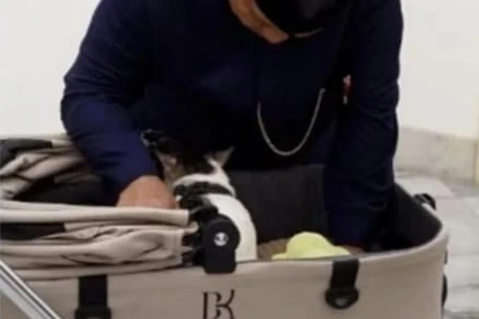 Presiden Indonesia, Encik Prabowo Subianto, bersama kucing peliharaannya – belang tiga atau calico dengan campuran perang, hitam dan putih bernama Bobby Kertanegara dalam kereta sorong dengan jenama, Uppapets, dari China di Istana Merdeka.