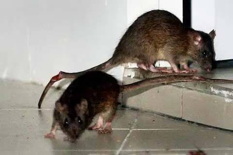 Tikus ditemui berleluasa di Bukit Batok Avenue 8 pada Disember 2014. Gambar fail TNP