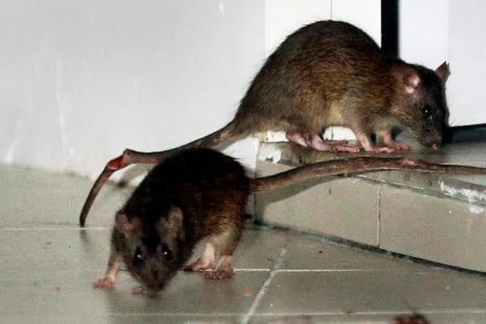 Tikus ditemui berleluasa di Bukit Batok Avenue 8 pada Disember 2014. Gambar fail TNP