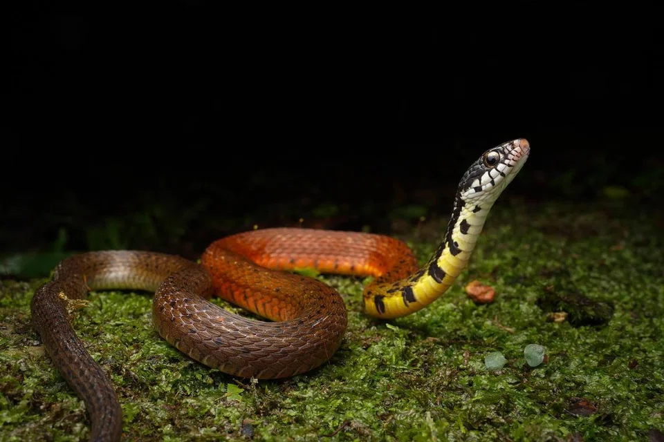 Sekumpulan belia menemui ular jenis ‘Peters’ keelback’ (Hebius petersii) yang tidak kelihatan di Singapura sejak 64 tahun lalu.