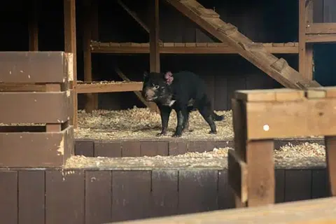 Momok Tasmania atau ‘Tasmanian devil’ jantan, Cogsworth, yang berbulu hitam sepenuhnya dengan perwatakan yang ekspresif meneroka rumah barunya di Safari Malam. 