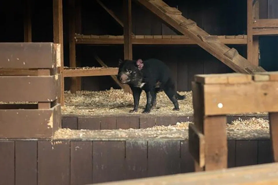 Momok Tasmania atau ‘Tasmanian devil’ jantan, Cogsworth, yang berbulu hitam sepenuhnya dengan perwatakan yang ekspresif meneroka rumah barunya di Safari Malam. 