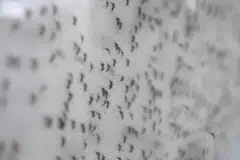 Menurut Kementerian Kesihatan, terdapat satu kes Zika dilaporkan di Boon Lay Place pada Disember 2023 tetapi tiada kes dikesan sejak itu. Pihak berkuasa sedang memantau penularan Zika di kawasan itu selepas dapatan ujian menemui tanda-tanda virus tersebut.