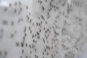 Menurut Kementerian Kesihatan, terdapat satu kes Zika dilaporkan di Boon Lay Place pada Disember 2023 tetapi tiada kes dikesan sejak itu. Pihak berkuasa sedang memantau penularan Zika di kawasan itu selepas dapatan ujian menemui tanda-tanda virus tersebut.