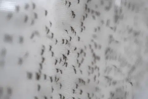 Menurut Kementerian Kesihatan, terdapat satu kes Zika dilaporkan di Boon Lay Place pada Disember 2023 tetapi tiada kes dikesan sejak itu. Pihak berkuasa sedang memantau penularan Zika di kawasan itu selepas dapatan ujian menemui tanda-tanda virus tersebut.