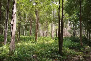 nasib si karas, sajak, nasrul bk