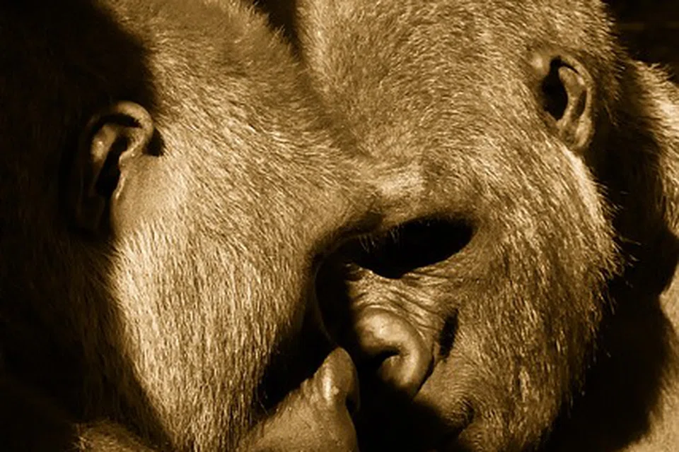 GELAGAT GORILA: Di Taman Haiwan Bronx, New York City, banyak yang boleh ditinjau termasuk aksi lucu dan penuh emosi gorila.