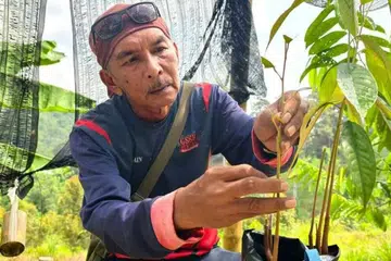 Malaysia, durian, pendapatan, jurunikah, kebun