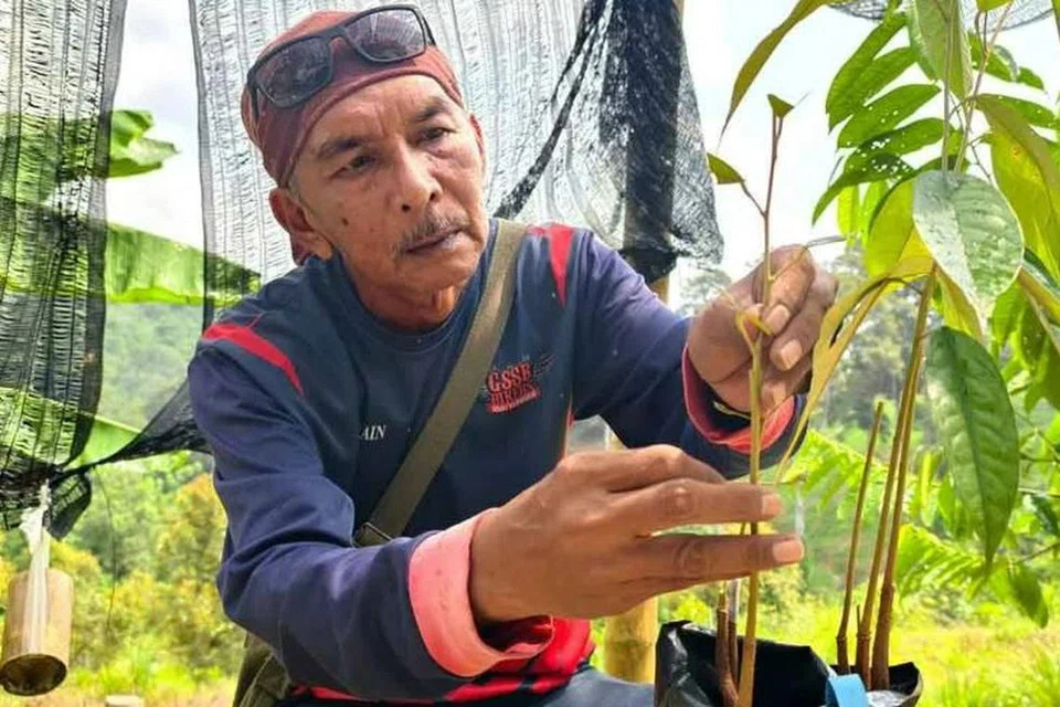 Malaysia, durian, pendapatan, jurunikah, kebun