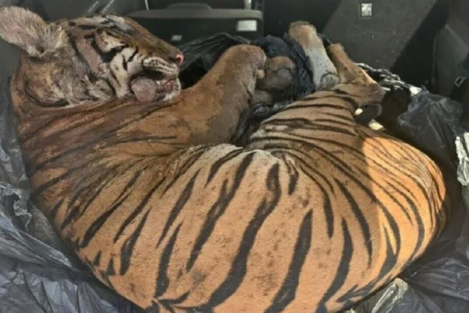Bangkai seekor harimau belang dipercayai diburu secara haram ditemui dalam sebuah kereta di Felda Tenggaroh, Mersing, Johor, pada 16 September lalu.