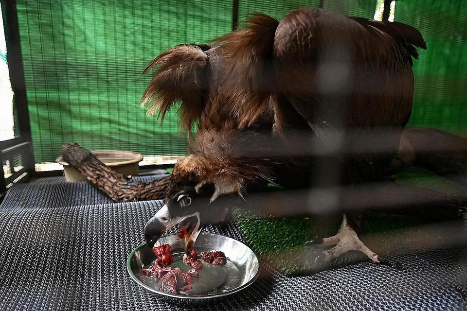 Tiba masa isi perut: Hering hitam menikmati daging merah di hospital burung Taman Burung Jurong, Isnin lalu. - Foto BH oleh LIM YAOHUI