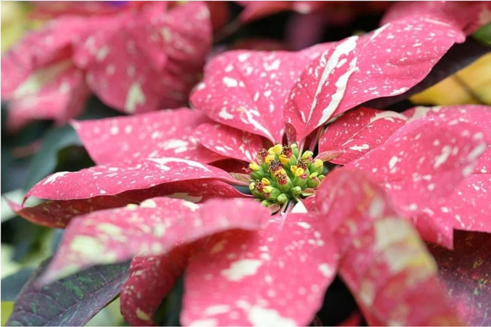 Salah satu daripada 16 jenis ‘poinsettia’ di Gardens by the Bay.
