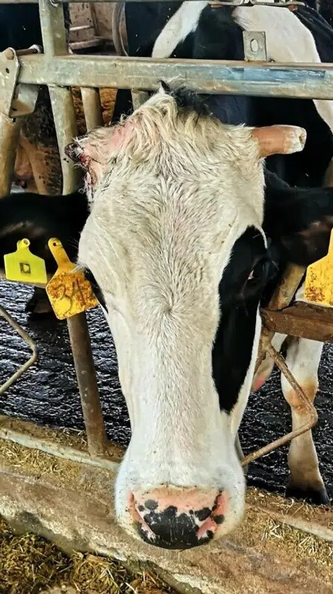 Lembu yang terlibat dalam ujian awal bahan antimikrob untuk mencegah jangkitan pada ambing atau puting susu lembu.
