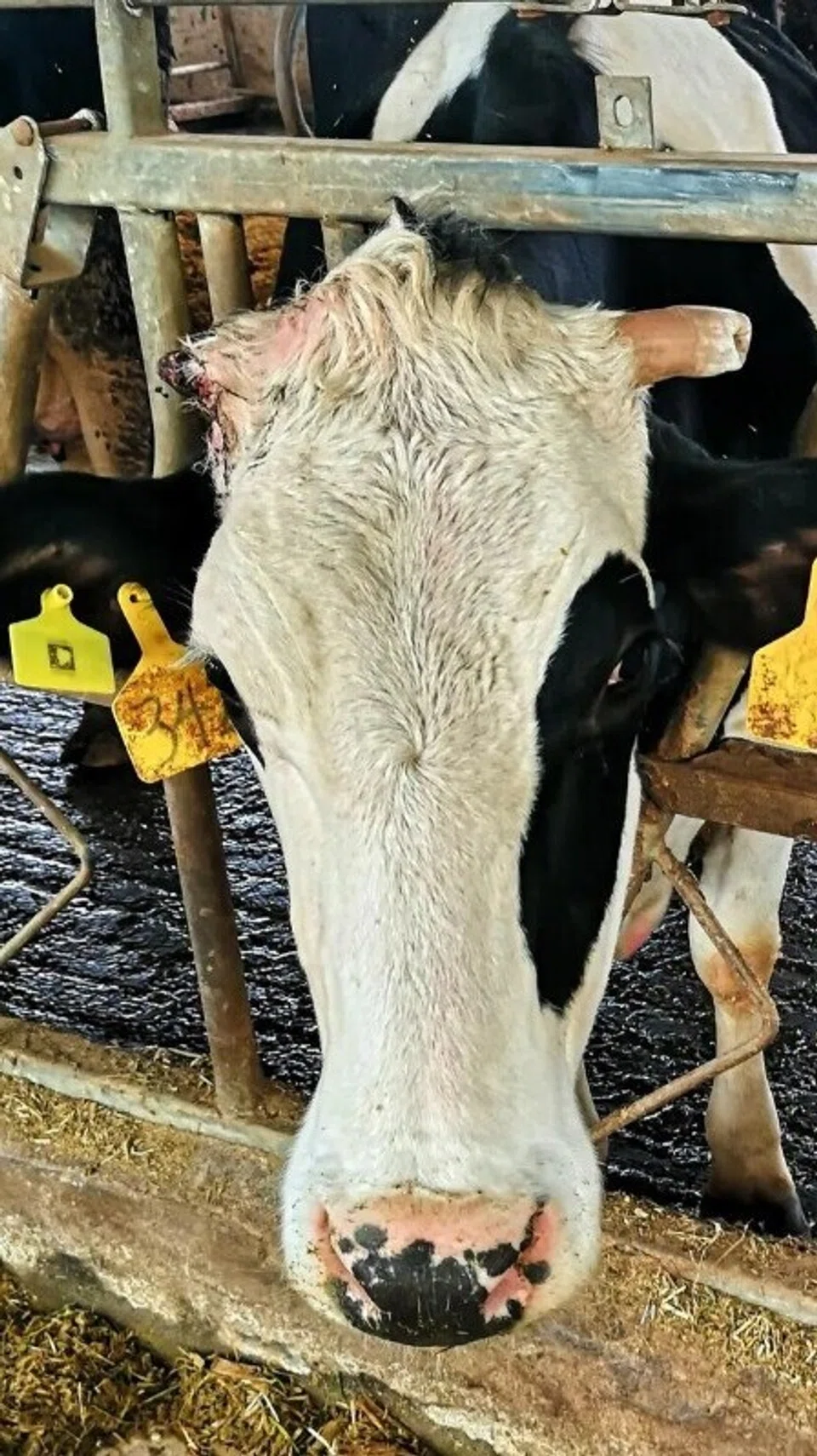 Lembu yang terlibat dalam ujian awal bahan antimikrob untuk mencegah jangkitan pada ambing atau puting susu lembu.