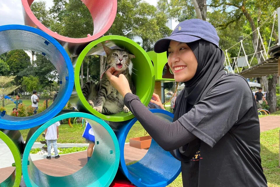 Penuntut universiti, Cik Nur Adriana Banu Jefridin, 19 tahun, gembira melihat kucingnya yang dipanggil Kimi, meneroka keseronokan bermain di Catopia. 