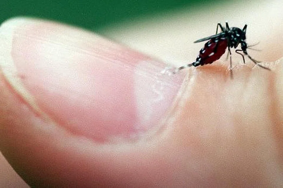 Jumlah kes denggi, yang dibawa nyamuk aedes, melonjak 175 kes kepada 594 dalam minggu 14 hingga 20 Feb, berbanding 419 kes pada minggu sebelumnya. Gambar fail ST